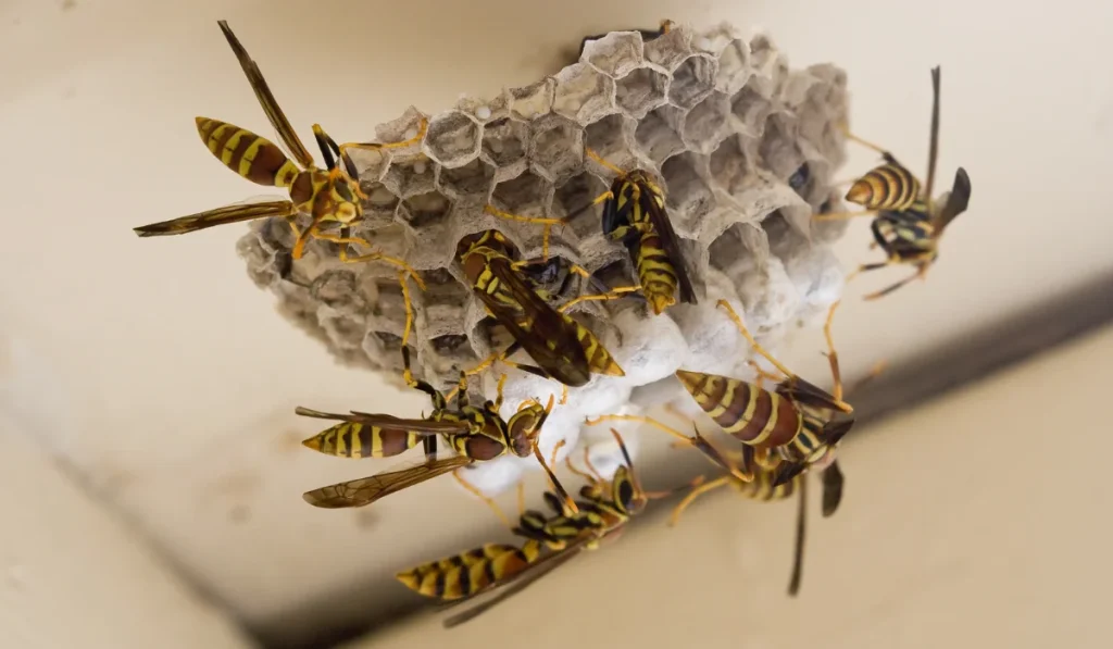wasps at home