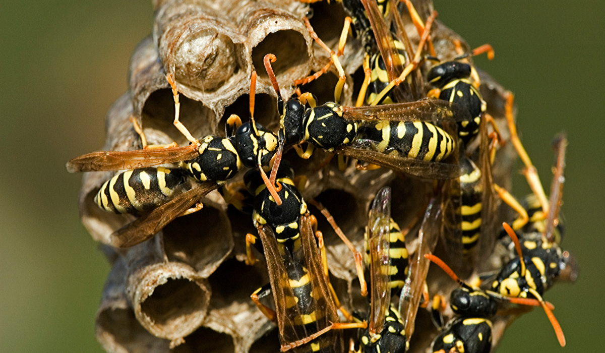 paper wasps
