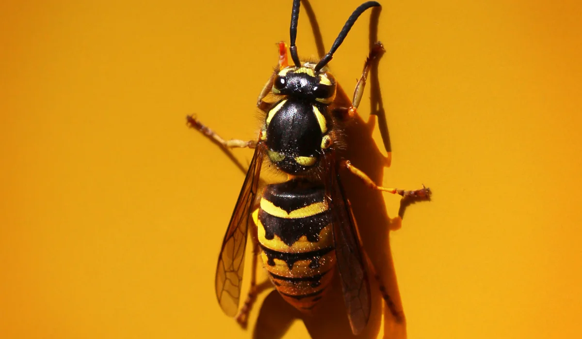 yellowjacket