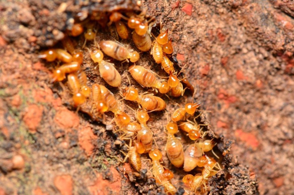 how to get rid of termites