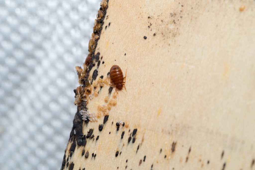 bed bug life stages including bed bug eggs and adult bed bugs