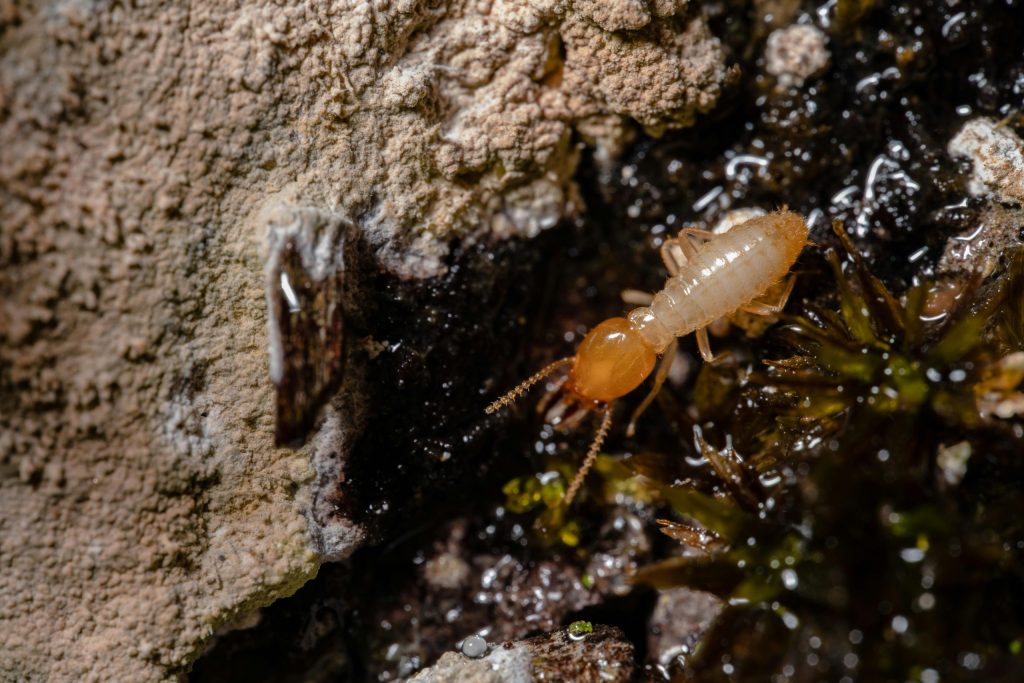 A single termite