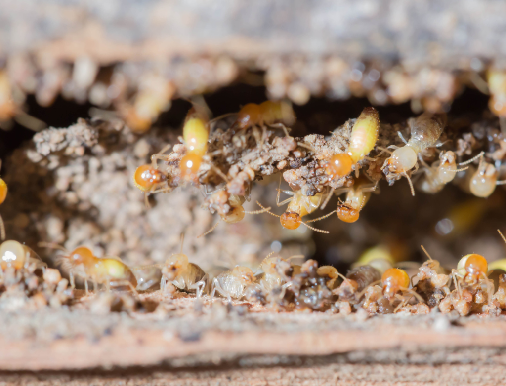 mature termite life cycle stage