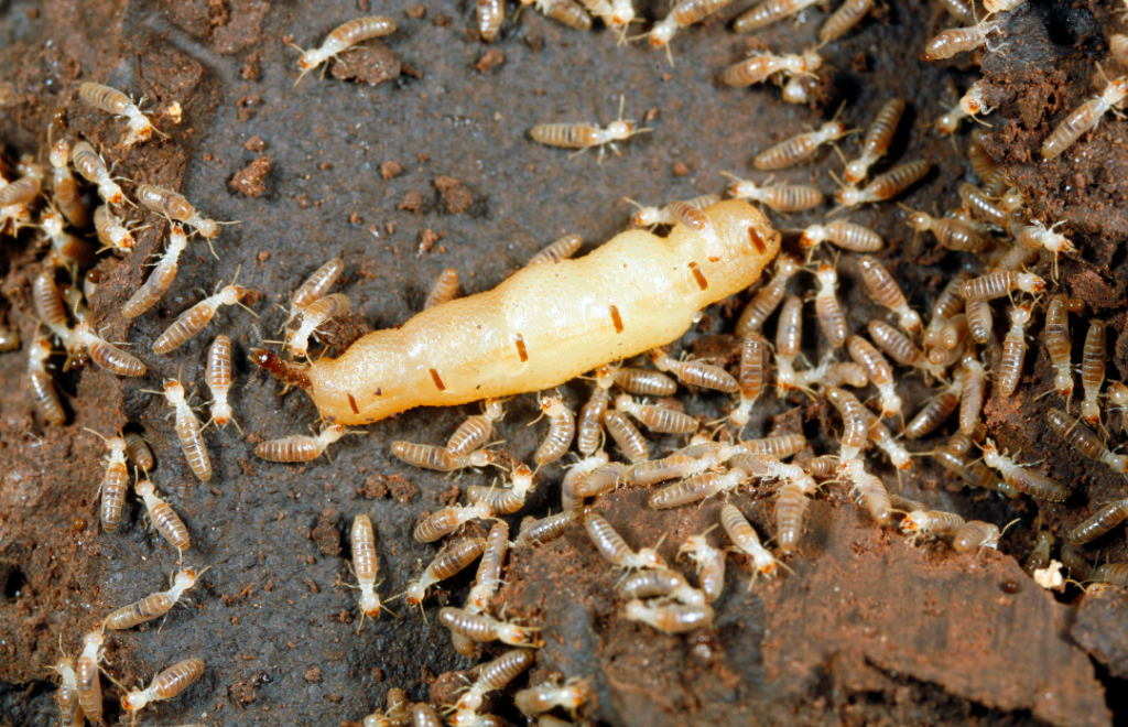 termite queen being cared for by worker termites