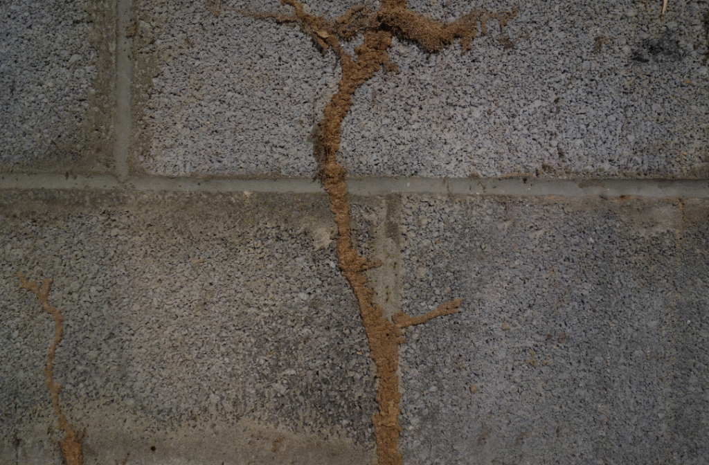 termite mud tube on cinder block wall