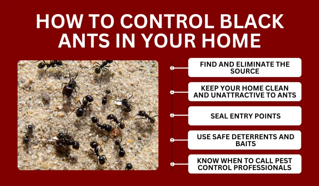 How to control black ants in your home