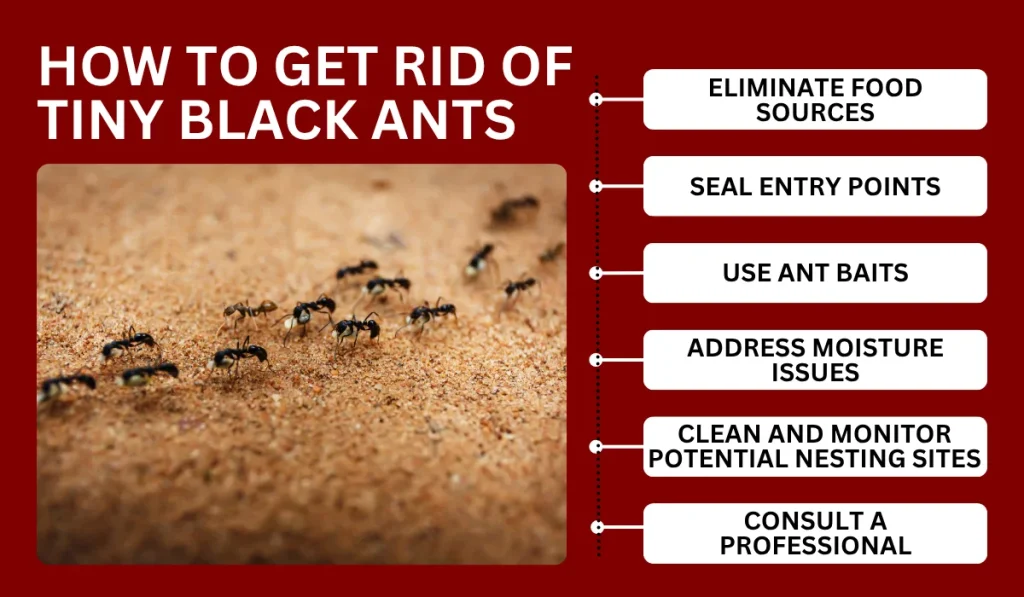 How to get rid of tiny black ants