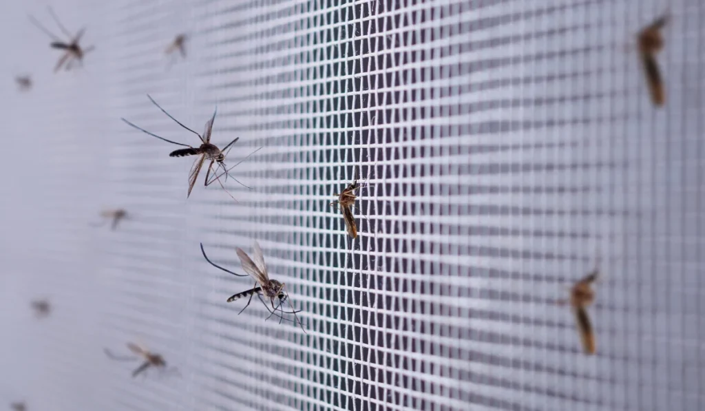 mosquito screen