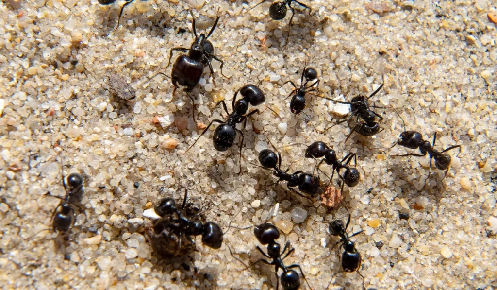 tiny black ants