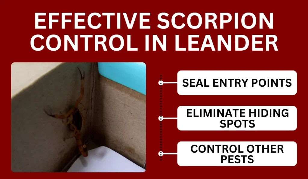 Effective Scorpion Control in Leander