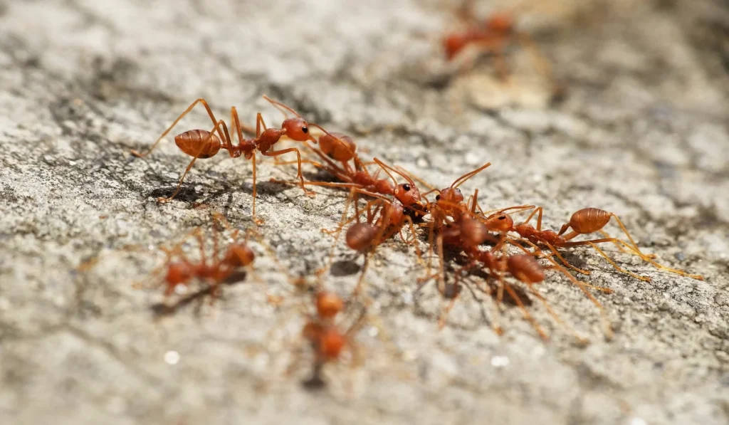fire ants