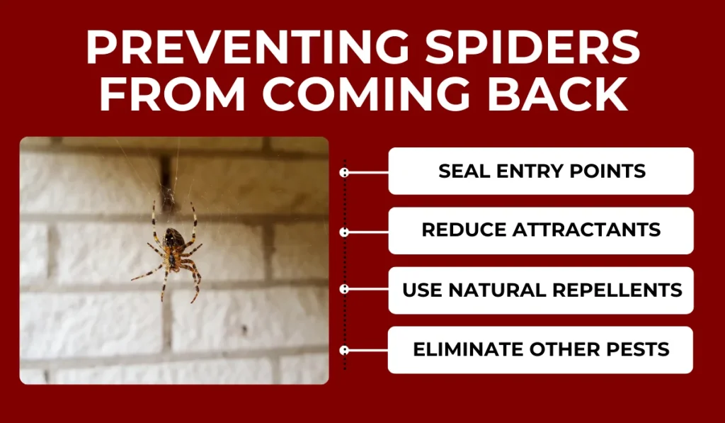 Preventing Spiders From Coming Back