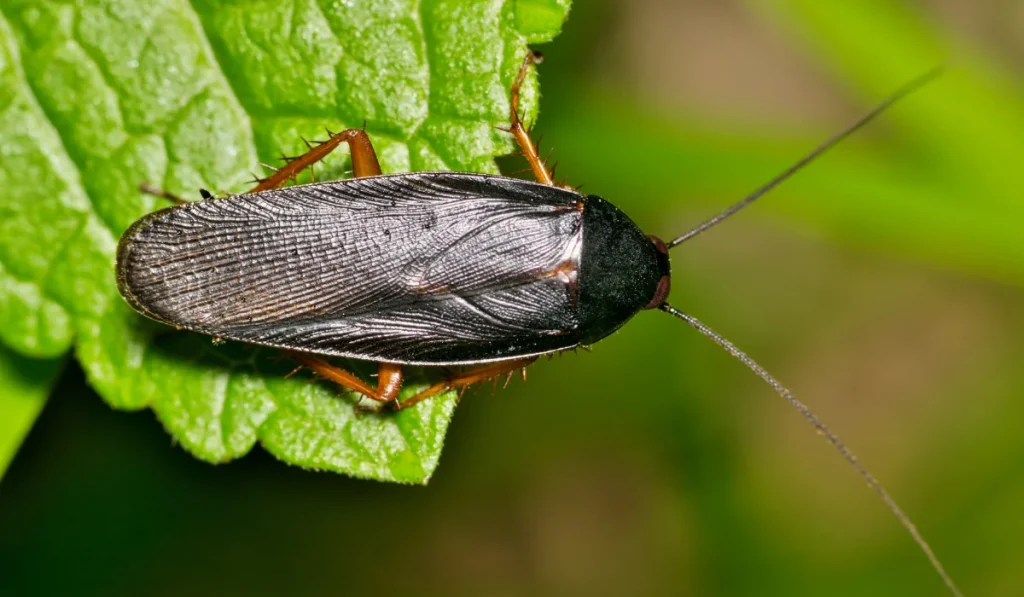 Smoky Brown Cockroach