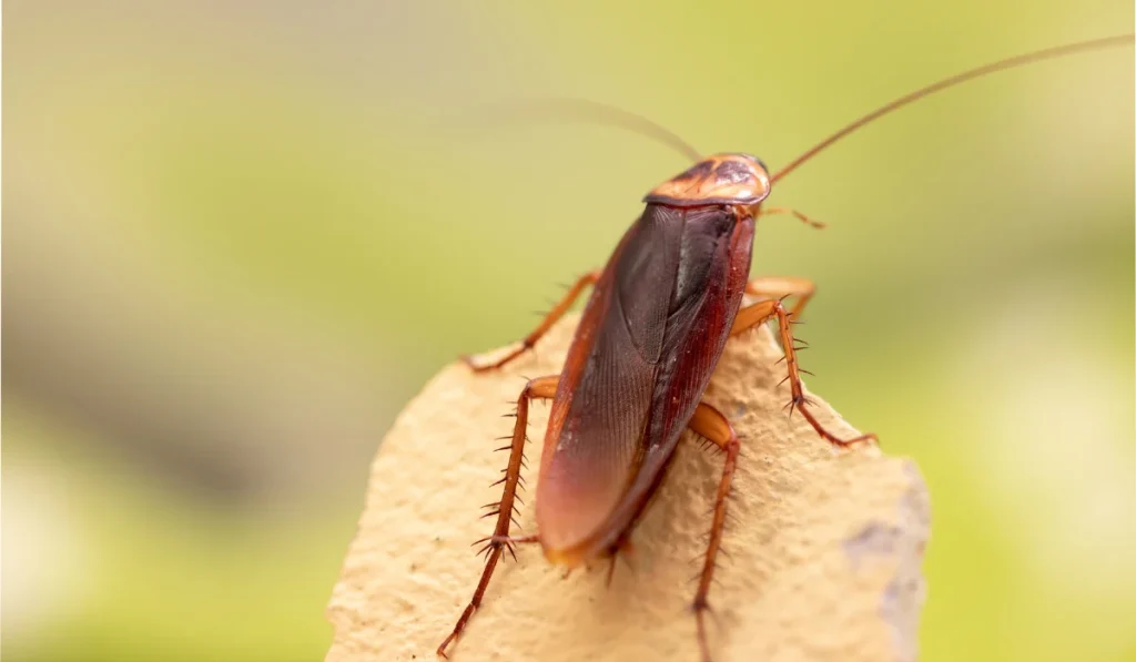 american cockroach