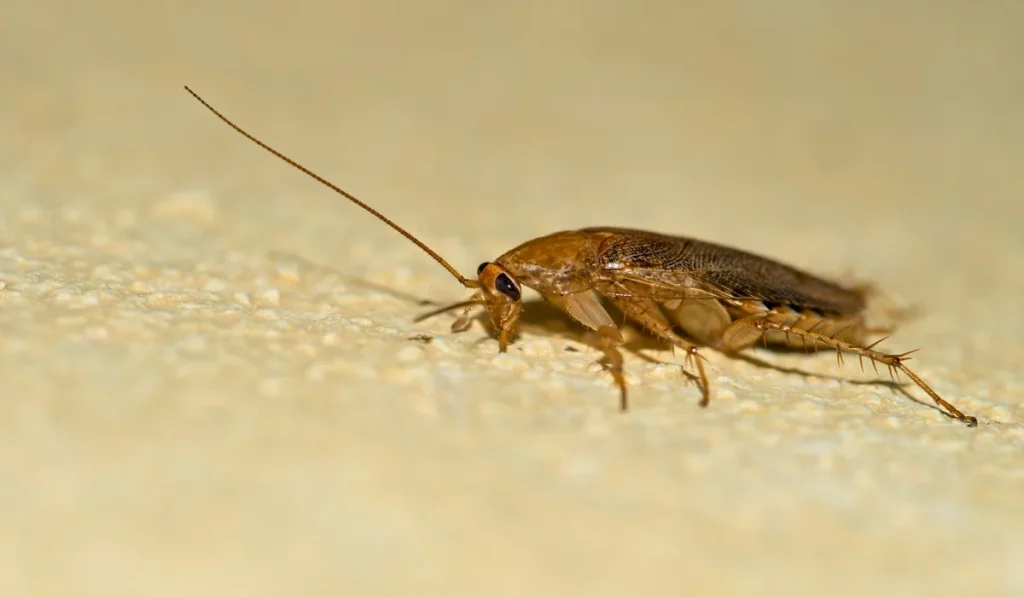 german cockroach on wall