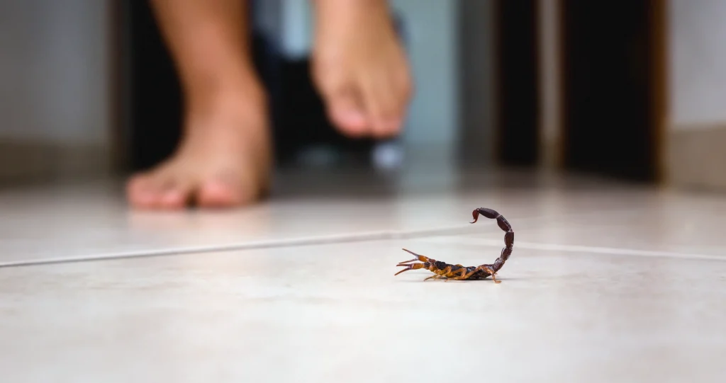 scorpion indoor