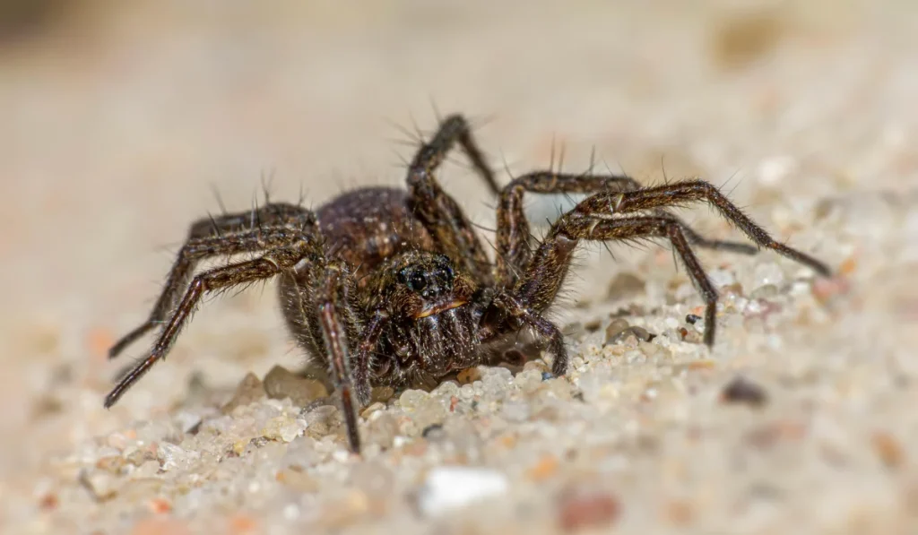 wolf spider close-up