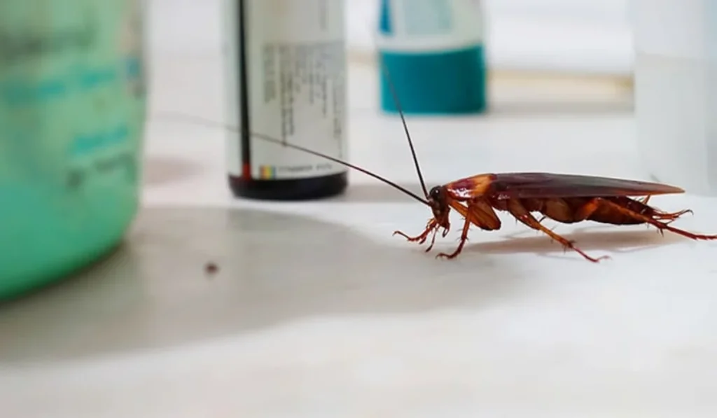 cockroach on bathroom counter