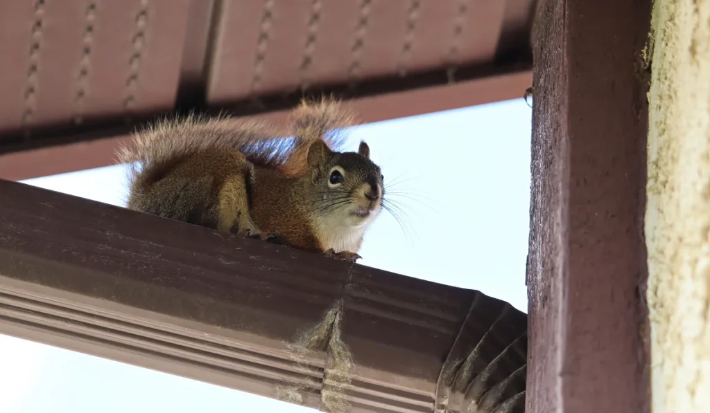 squirrel ontop of an eavestrough
