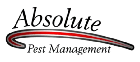 absolute pest management